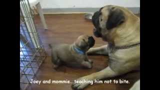 Bullmastiff puppies 5 weeks old [upl. by Ahsirpac38]