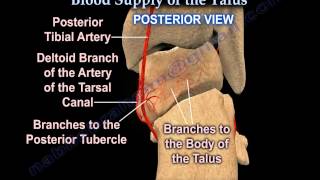 Talus fracture Avascular Necrosis Blood Supply  Everything You Need To Know  Dr Nabil Ebraheim [upl. by Aglo]