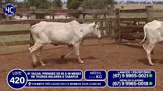 📌 LOTE 420  42º LEILÃO DE GADO DE CORTE [upl. by Solegnave]