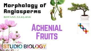 BOTANY XI05086 – Morphology of Angiosperms – Achenial Fruits [upl. by Sousa]