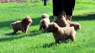 Cockapoo Puppies for Sale [upl. by Schell594]