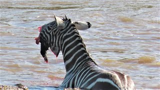 Crocodiles Bite The Face Off Zebra While Crossing Mara River on a Safari in Kenya [upl. by Icyaj]