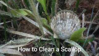 How to Clean a Bay Scallop [upl. by Star812]