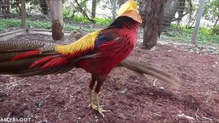 Golden Pheasant Courtship Display [upl. by Jeannette]