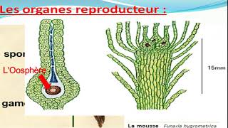 Biologie végétale les Bryophytes botanique [upl. by Onitnelav]