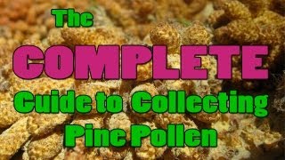 How To Harvest Pine Pollen [upl. by Lejeune]