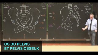 Anatomie des os du pelvis et pelvis osseux Pelvis 1 [upl. by Adyaj2]