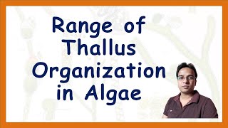 Range of Thallus organization in Algae  BSc 1  MSc 1  PGT BIOLOGY  NEET Biology [upl. by Rendrag597]