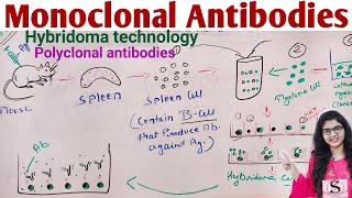 Monoclonal Antibodies  Hybridoma Technology Production of Monoclonal Antibodies [upl. by Oderfodog]