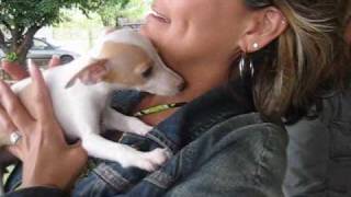 Getting Italian Greyhound Puppy [upl. by Bate369]