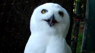 Snowy Owl hissing [upl. by Anirb645]