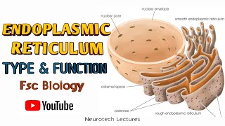 Endoplasmic Reticulum Kinds and Function [upl. by Ellezig]