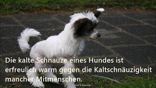 Die schönesten Hundesprüche [upl. by Ynar]