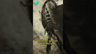 Scorpions Fierce Desert Survivors scorpio viralshort animals [upl. by Salmon]