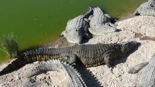 Crocodylus niloticus Laurenti 1768 v Crocoparc Agadir Morocco [upl. by Fronia]