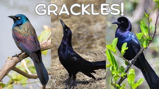 All About Grackles [upl. by Culhert430]