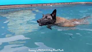 Belgian Malinois and Lab jump In the pool [upl. by Eriuqs]