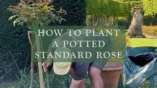 How to plant a potted Standard Rose by David Austin Roses [upl. by Eelirol]