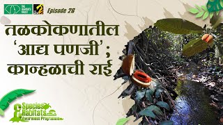 तळकोकणातील कान्हळाची राई  Myristica swamps Species amp Habitats Awareness Programme  MahaMTB [upl. by Warfore]