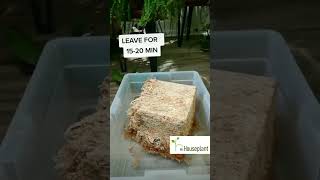 Sphagnum Moss Time Lapse How to Get It Ready [upl. by Arad]