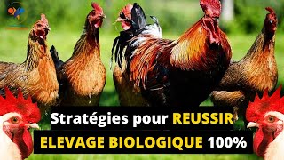 ELEVAGE de poulet BIOLOGIQUE en AFRIQUE  Méthodes de A à Z élevage biologique des poulets goliath [upl. by Elocal398]