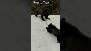 Grizzly Bear Cubs Fight yellowstonenationalpark shots grizzlies ynp shortsvideo [upl. by Kathie]