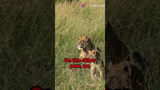 Lion VS Tiger Who wins the battle animalshorts wildlife shorts [upl. by Anisah]