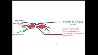 FMPM MOOCs  Quatrème semaine du développement embryonnaire  Pr A Fakhri [upl. by Zulch]