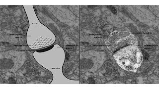 CARTA Domestication and EvolutionPhilipp KhaitovichNeotenous Genes in the Developing Human Brain [upl. by Witty]