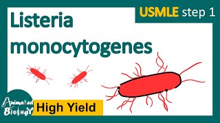 Listeria monocytogenes  What is listeriosis  microbiology and pathology  USMLE Step 1 [upl. by Trula]