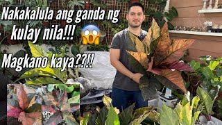 UNBOXING PREMIUM AND COLORFUL ANTHURIUMS  PLANT HAUL [upl. by Uhej]