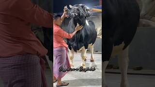 Monster Holstein Friesian bull Live Weight 1215 Kg  One Of The Biggest HF Bull in Bangladesh 2024 [upl. by Enrico]