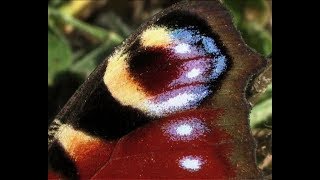 The Peacock Butterfly Aglais io L [upl. by Carson]