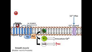 Prazosin  benign prostatic hyperplasia Mechanism of Action [upl. by Allyce]