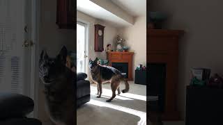 German Shepherd Howling With His Owner [upl. by Ellenahs]