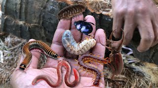 Insects that live in rotten coconut trunks‼️hunt larvaemillipedescentipedeswormshercules beetles [upl. by Hsu]