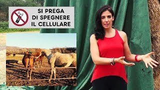 Cavalli dominanti 1  Etologia equina con Rachele Malavasi [upl. by Anaet]