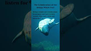 The Echolocation of the Beluga Whale Fact shortsfeed shorts truefactstoday viralvideo facts [upl. by Laved59]