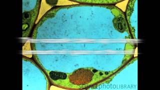 All About Vacuoles [upl. by Devland]