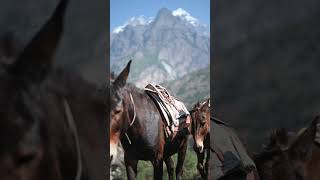 Tsum Valley amp Larkey Pass  Manaslu Circuit Trek 2023 [upl. by Aerdnaz]