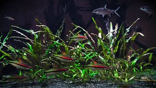 Denison Barb Sahyadria Denisonii Biotope Community Aquarium [upl. by Tlevesoor590]