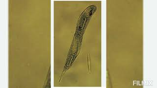 Euglena viridis REPRODUCTION 2 Multiple Fission and Palmella Stage [upl. by Adnilreb]