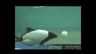 イロワケイルカのドリブル Commersons dolphin アドベンチャーワールドより [upl. by King]