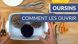 Comment ouvrir des oursins   Tuto Poiscaille [upl. by Breena]