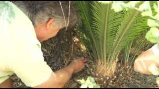 Transplanting a Cycad Palm  Prune Like a Pro [upl. by Genevieve]