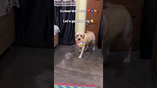 cutest thief 🤗  labra rubi  youtubeshorts shorts labrador dog cute viralsongs trending [upl. by Aeslahc573]