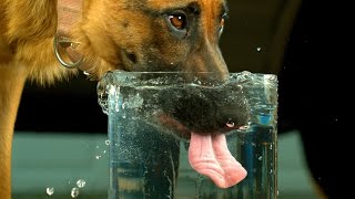 Dog Drinking Water in 4K Slow Motion  Very Differently  4K Ultra HD   S2 E2 [upl. by Pillihp]