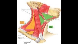 Exercise for the clavicular head of the sternocleidomastoid [upl. by Anelegna]