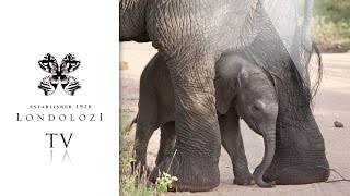 The First Footsteps of a Newborn Elephant Londolozi TV [upl. by Ailalue985]