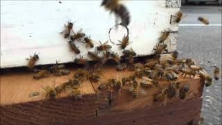 15 HD Minutes Bees Flying In And Out Of A Hive with stereo sound [upl. by Swinton]